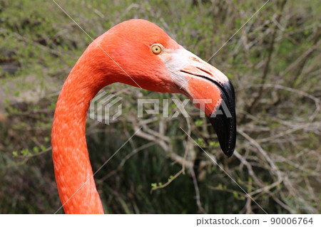 Flamingo American flamingo face up 90006764