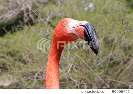 Flamingo American flamingo face up 90006765