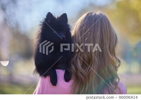close-up portrait of a black spitz dog. 90006914