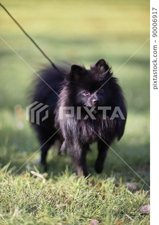 close-up portrait of a black spitz dog. 90006917