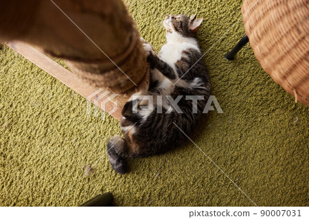Cat scratching a cat tree looking excited. Cat scratching a cat tree looking excited. 90007031