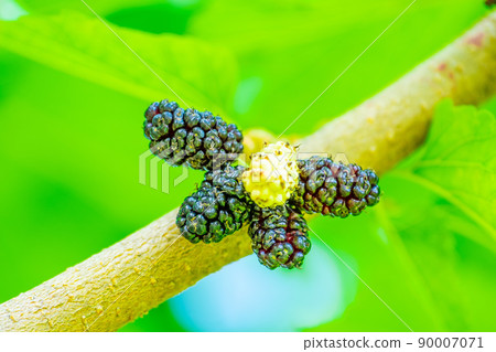 Mulberry  90007071