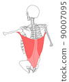 Human skeleton and latissimus dorsi Human skeleton and latissimus dorsi 90007095