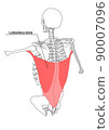Human skeleton and latissimus dorsi (English name) Human skeleton and latissimus dorsi (English name) 90007096