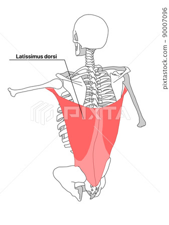 Human skeleton and latissimus dorsi (English name) 90007096