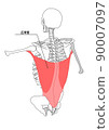 Human skeleton and latissimus dorsi (Japanese name) Human skeleton and latissimus dorsi (Japanese name) 90007097