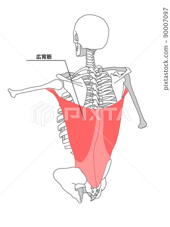 Human skeleton and latissimus dorsi (Japanese name) 90007097