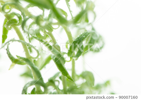 Houseplant water drops 90007160