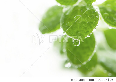 室內植物水滴 90007196