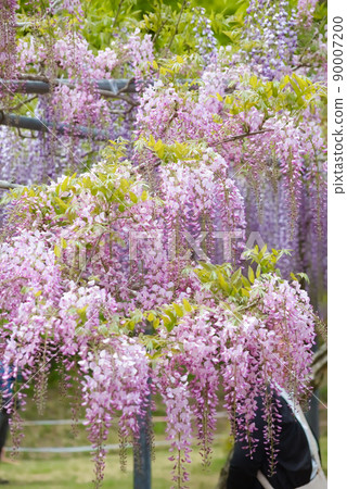 霧島市和神社的紫藤花 90007200