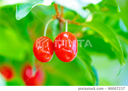 Gummy fruit Gummy fruit 90007237