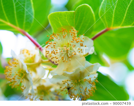 Kiwi fruit flowers Kiwi fruit flowers 90007439