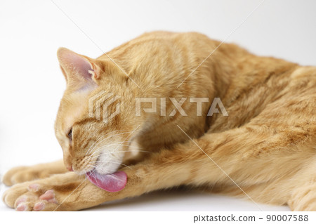 貓的日常生活（已經完全長大） 90007588