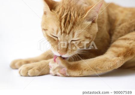 貓的日常生活（已經完全長大） 90007589