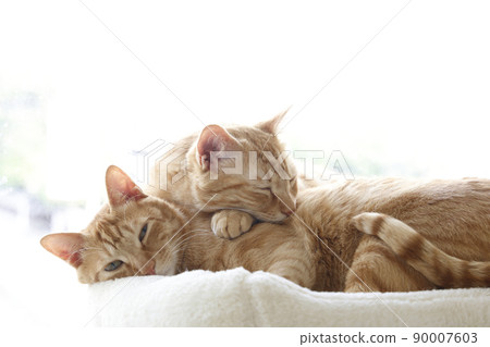 貓的日常生活(已經完全長大) 貓的日常生活(已經完全長大) 90007603