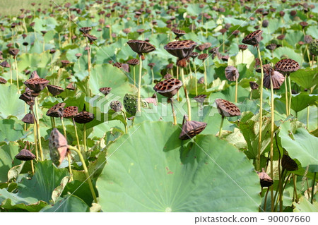 秋天的荷花池 90007660