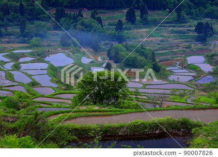 Hoshitoge Rice Terraces Before Rice Planting 90007826