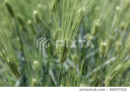 Fragrant six-row barley to make barley tea [up image] 90007892