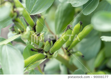 Broad beans, broad beans, empty beans, silkworm beans, broad beans, broad beans 90008177