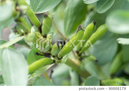 蠶豆,蠶豆,空豆,蠶豆,蠶豆,蠶豆 90008179