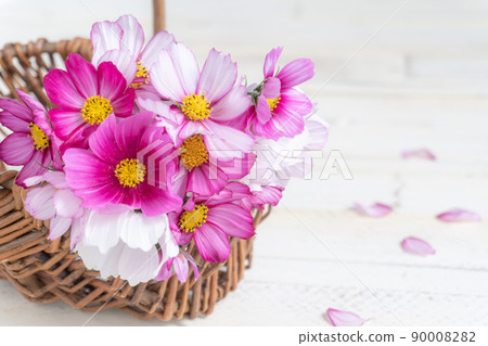 粉色和白色波斯菊秋季花籃 90008282