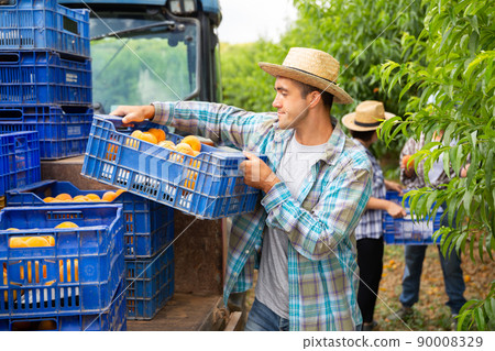 Loading boxes of peaches on tractor platform in the orchard 90008329