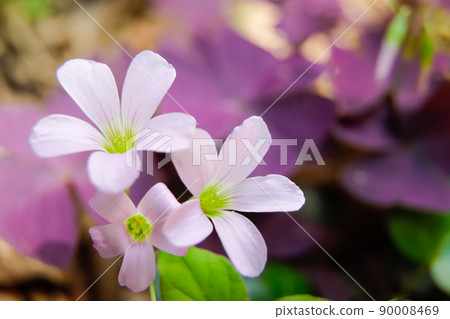 Oxalis·Trian Gulis 90008469