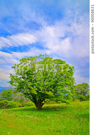 Early summer Omine plateau seven colors large maple copy space 90008631
