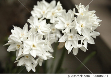 Pure white daffodils-paper white Pure white daffodils-paper white 90008661