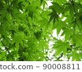 Fresh green leaves 90008811