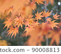 Maple with pale autumn leaves 90008813