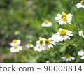 Chamomile flowers 90008814