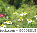 Chamomile flowers 90008815