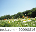 Landscape image of flower field 90008816