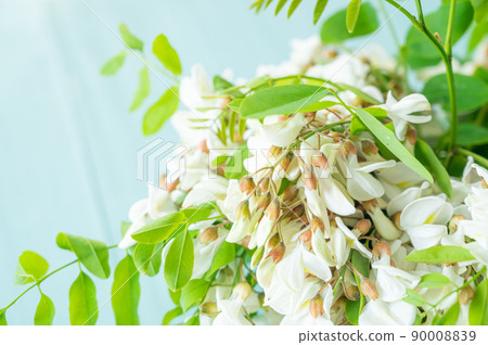 falseacacia花 falseacacia花 90008839