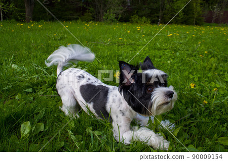 White Biewer yorkshire terrier in motion, dog running on the Green grass. High quality photo 90009154