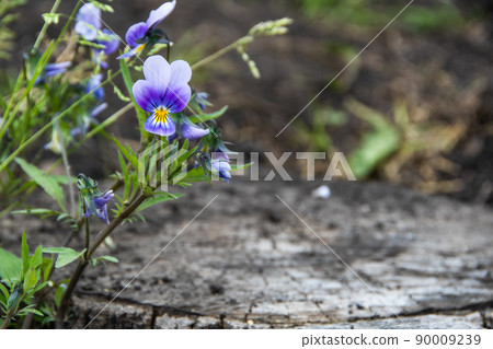 Flowering violets in summer garden. Purple Viola petals on green stem with leaves. It is used in medicine as diuretic, antiallergic agent. 90009239