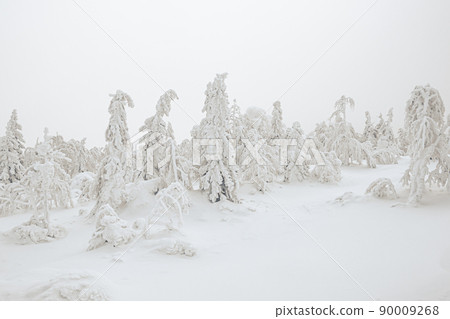 Winter in pine forest. Branches with fluffy snow, bending under its weight. Taiga atmosphere. Cold froze trees, covered with frost. Approach of blizzard, dangerous snowfall. Winter in pine forest. Branches with fluffy snow, bending under its weight. Taiga atmosphere. Cold froze trees, covered with frost. Approach of blizzard, dangerous snowfall. 90009268