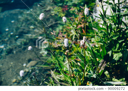 Herbaceous Bistorta officinalis in its natural growing environment. Purple flowers among wild green meadow of grass. Good honey plant, shoots are edible in preparation of soups, salads Herbaceous Bistorta officinalis in its natural growing environment. Purple flowers among wild green meadow of grass. Good honey plant, shoots are edible in preparation of soups, salads 90009272