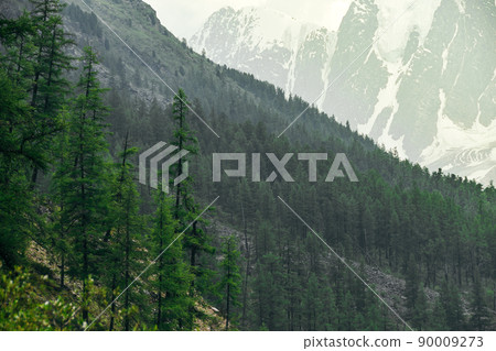 Row of coniferous trees on crest of hill. Green forest on slope of mountain. Clouds and haze in highlands. Row of coniferous trees on crest of hill. Green forest on slope of mountain. Clouds and haze in highlands. 90009273