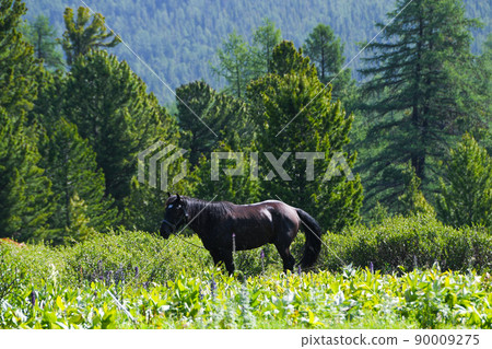 Black lone horse in green forest. Pet for human transportation. Pasture in meadow with fresh grass. Black lone horse in green forest. Pet for human transportation. Pasture in meadow with fresh grass. 90009275