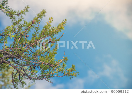 Green branches of tree opposite blue sky. Summer season, clear sunny weather 90009312