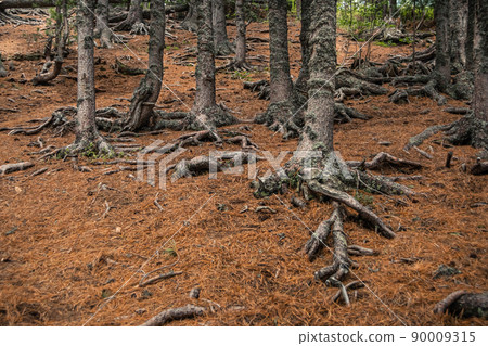 Roots of old tree in autumn forest. Ground is covered with red coniferous needles. Roots of old tree in autumn forest. Ground is covered with red coniferous needles. 90009315