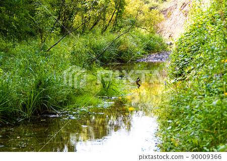 Calm forest river with trees on shore. Stones in bed of mountain stream. Calm forest river with trees on shore. Stones in bed of mountain stream. 90009366