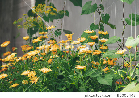 Yellow calendula in summer garden, background of green grass and leaves. Medicinal plants for preparation of infusion from petals. Spring flower bed Yellow calendula in summer garden, background of green grass and leaves. Medicinal plants for preparation of infusion from petals. Spring flower bed 90009445