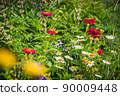 Red Zinnia buds in summer garden. Popular ornamental beautifully flowering plants. 90009448