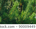 Pine branches in summer forest. Coniferous needles as source of useful trace elements for medicine. 90009449