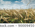 Ears of ripe wheat in field under blue sky. Cultivation of cereals for food safety, providing population with food. Grain harvesting as initial stage of bread production. 90009450