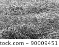 Field of ripe wheat. Stems as background. Growing cereals on farm for grain, ingredient in millet flour. 90009451