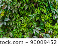 Maiden grapes as background of wide leaves. Parthenocissus quinquefolia is fast-growing vine. Young shoots are reddish, then dark green. Ornamental plant for vertical gardening. 90009452